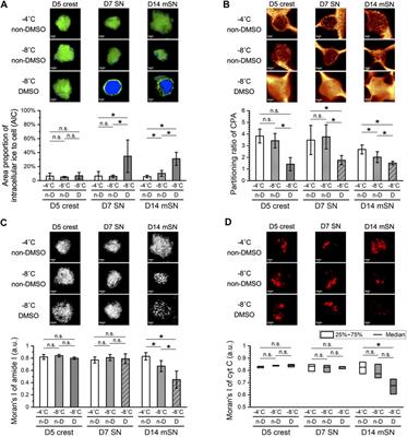 Differentiation of Human iPS Cells Into Sensory Neurons Exhibits Developmental Stage-Specific Cryopreservation Challenges